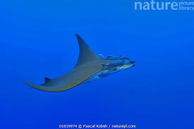 Image result for Mobula tarapacana