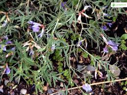 Attēlu rezultāti vaicājumam “Astragalus arenarius flower”