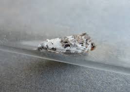 Attēlu rezultāti vaicājumam “Semioscopis avellanella imago”