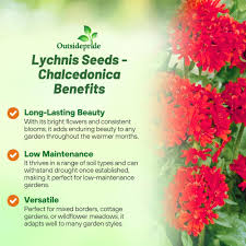 Attēlu rezultāti vaicājumam “Silene chalcedonica fruit”