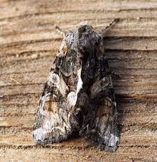 Attēlu rezultāti vaicājumam “Lacanobia contigua”