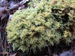 Attēlu rezultāti vaicājumam “Ctenidium molluscum”