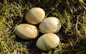 Attēlu rezultāti vaicājumam “Podiceps cristatus nest”