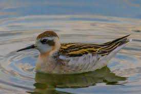 Attēlu rezultāti vaicājumam “Phalaropus lobatus”