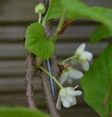 Attēlu rezultāti vaicājumam “Schisandra chinensis flower”