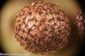 Attēlu rezultāti vaicājumam “Lycogala roseosporum”