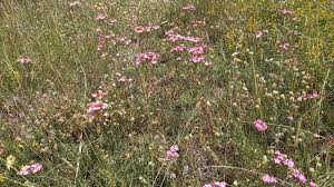 Image result for Centaurium erythraea