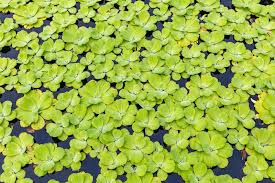 Attēlu rezultāti vaicājumam “Pistia stratiotes leaf”