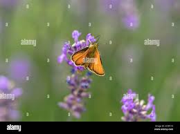 Attēlu rezultāti vaicājumam “Thymelicus lineola female”