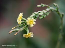 Attēlu rezultāti vaicājumam “Lactuca serriola”