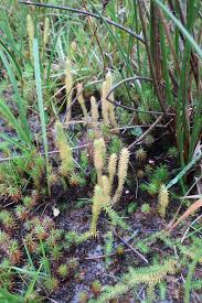Attēlu rezultāti vaicājumam “Lycopodiella inundata”