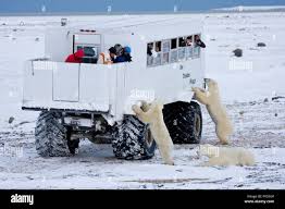 Image result for tundra buggy