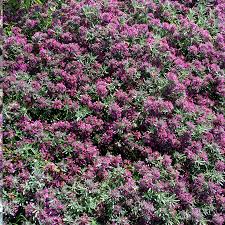 Attēlu rezultāti vaicājumam “Craterium aureum”