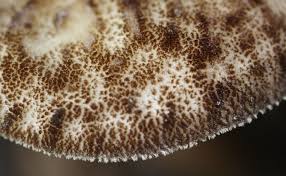 Attēlu rezultāti vaicājumam “Dictydiaethalium plumbeum young”