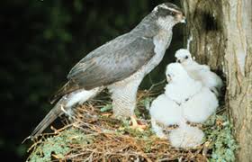 Attēlu rezultāti vaicājumam “Accipiter gentilis nest”
