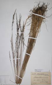 Attēlu rezultāti vaicājumam “Festuca rubra subsp. rubra fruit”