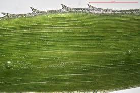 Attēlu rezultāti vaicājumam “Pogonatum nanum”