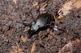 Attēlu rezultāti vaicājumam “Carabus hortensis”