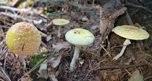 Attēlu rezultāti vaicājumam “Amanita”