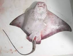 Image result for Myliobatis freminvillei