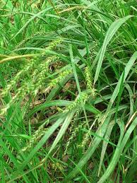 Attēlu rezultāti vaicājumam “Carex sylvatica”