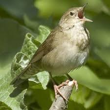 Image result for Locustella fluviatilis