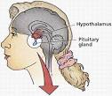 the endocrine system