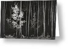 Image result for Ansel Adams Aspens New Mexico