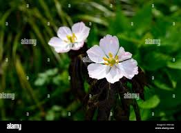 Attēlu rezultāti vaicājumam “Podophyllum hexandrum flower”