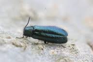 Attēlu rezultāti vaicājumam “Dasytes caeruleus imago”