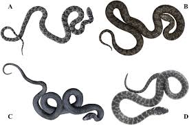 Attēlu rezultāti vaicājumam “Natrix natrix”