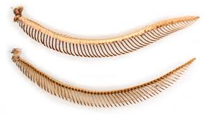 Attēlu rezultāti vaicājumam “Tholera decimalis male”