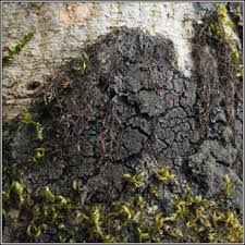 Attēlu rezultāti vaicājumam “Parmeliella triptophylla”