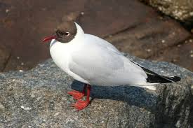 Attēlu rezultāti vaicājumam “Larus ridibundus adult”