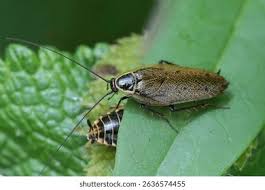 Attēlu rezultāti vaicājumam “Ectobius sylvestris male”