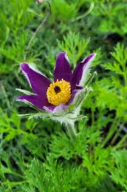 Attēlu rezultāti vaicājumam “Pulsatilla vulgaris flower”