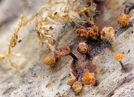 Attēlu rezultāti vaicājumam “Trichia ambigua macro”