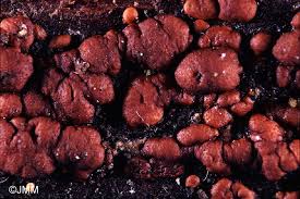 Attēlu rezultāti vaicājumam “Hypocrea rufa”