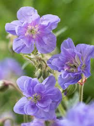 Attēlu rezultāti vaicājumam “Geranium pratense flower”