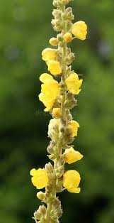 Image result for Verbascum phlomoides
