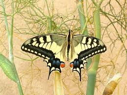 Attēlu rezultāti vaicājumam “Papilio machaon upperside”