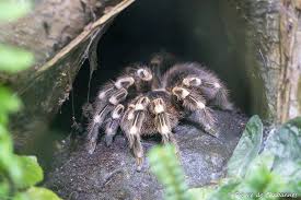 Znalezione obrazy dla zapytania geniculata