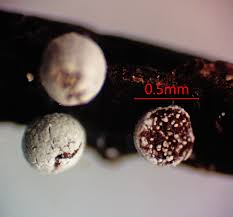 Attēlu rezultāti vaicājumam “Lamproderma debile”