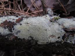 Attēlu rezultāti vaicājumam “Phlebia serialis”