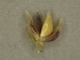 Attēlu rezultāti vaicājumam “Comatricha ellae stalked”