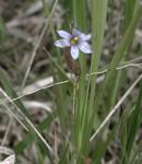 Attēlu rezultāti vaicājumam “Iridaceae”