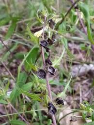 Attēlu rezultāti vaicājumam “Melampyrum pratense leaf”