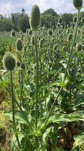 Image result for Dipsacus laciniatus