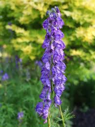 Attēlu rezultāti vaicājumam “Aconitum napellus leaf”