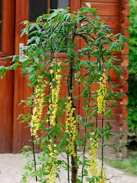 Attēlu rezultāti vaicājumam “Laburnum alpinum fruit”